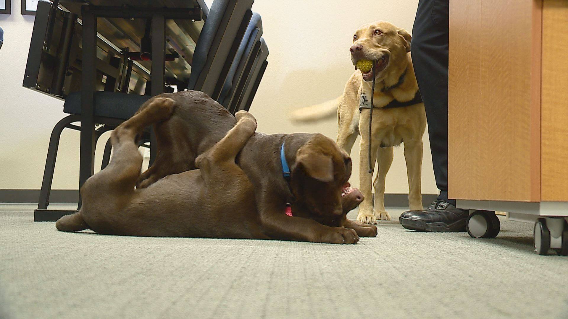 Police drug dogs trained to ignore marijuana